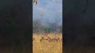 tiger mission spread!😛@corbettvinodbhadolaji #viralvideo #trending #tiger#wildlife#ctr #bigcat