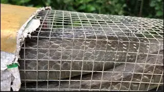 Bẩy Rắn Hành Trình Săn Bắt Rắn Khủng Mùa Khô,,, TTSB #tungtransanbat