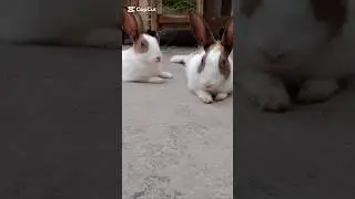 Rabbits: The Masters of Peaceful Living brown and White rabbit #rabbitvideos #cute #pet