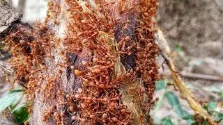 Red Weaver ants Try to bite, pull food, drag up the tree