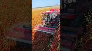 Chili Harvest #satisfying #shortsvideo