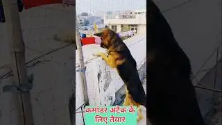 Aggressive German Shepherd Ready to Attack 🐶 Home Security training of German Shepherd 🐶 Farmamrit