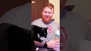 Food predators - cats #foryou #clevercats #petsoftiktok #funnycats #pet