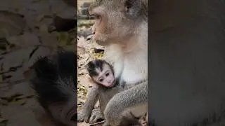 Paris enjoying milking happy beautiful lovely day #animals #shortvideo #shortsfeed #shorts #monkey