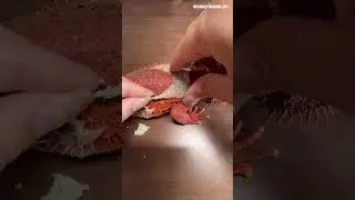 ASMR Crunchy Bearded Dragon Shedding 🦎 #shedding #reptiles #asmr #lizard #satisfying