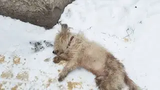 He Journeyed from the Streets to a Safe Home Where He Could Finally Rest