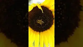 How Bees Collect Pollen #honeybees #beekeeperslife #honey #pollen