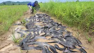 wow amazing fishing - morning a fisherman catch a lot of catfish at field dry water by skill hand