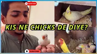 Kis Pair Ne Chicks De Diye? | Bird Progress Update 🐣