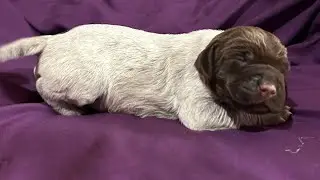 2024 Week 2 Update CC/Sage Run Jump Shoot Wirehaired Pointing Griffon Puppies