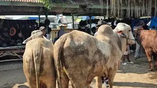 14.500🔥PO JANTAN SIAPAN QURBAN HARGA MURAH MERIAH | Pasar Sapi Tuban