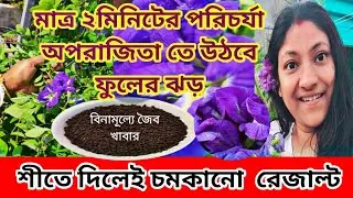 মাত্র  দু মিনিটের পরিচর্যা ! অপরাজিতা গাছে উঠবে ফুলের ঝড়।
