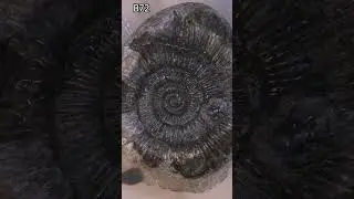 Ammonite prep with a satisfying center pop #fossil #ammonite #science