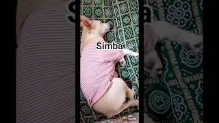 hello guys 🐶.. #youtubeshorts #shorts #trending #viral #shortsfeed #funny