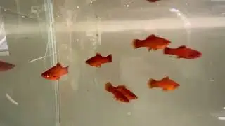Short fin Swordtail RREA