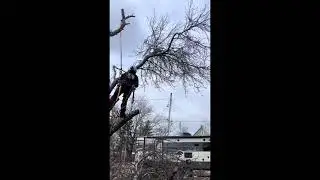 Professional Arborist at Work | Dangerous Tree Cutting & Rigging Compilation (Part 6)