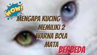 Mengapa Kucing Memiliki 2 Warna Bola Mata  Yang Berbeda ?