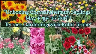 Chrysanthemum Unboxing & Planting | Guldawadi Saplings Care | @Terrace Gardening with Rohit Jirobe