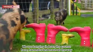 Miniature Pig Racing At Pennywell Farm: Fun-Filled Family Activity You Won't Want To Miss