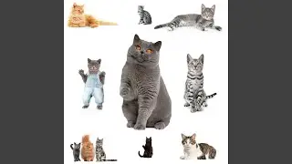 the mmmix track