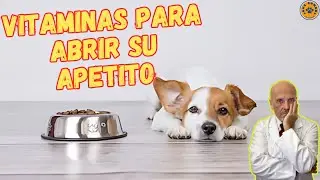 💝 VITAMINAS PARA ABRIR EL APETITO EN PERROS 💝