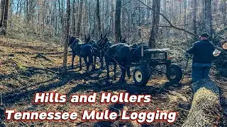 All HANDS on deck MULE LOGGING today!! #293 #logging #horselogging #mules #drafthorses #horse 