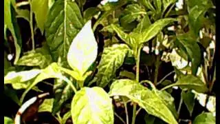 growing chilli under regular LED bulb timelapse