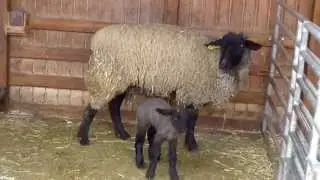 BABY ANIMALS SONG (23 real baby animals)