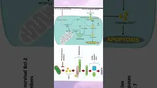 Apoptosis | Programmed Cell Death Made Easy | Intrinsic & Extrinsic Pathway of Apoptosis