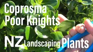 NZ Coprosma repens “Poor Knights”