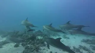 Grace and Joy: Dolphins in the Wild Red Sea