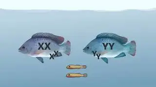 YY Technology