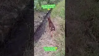 NGECEK RESPON ATAU KERJANYA KANCIL DI ALAM HUNTING#kancil #dog #hunting #dogvideos