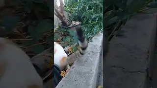 #funny #cute #cat #animals #dance #music #musician #snake #lofi #speakpug