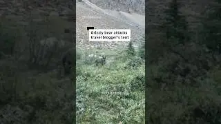 Grizzly bear attacks travel blogger&rsquo;s tent