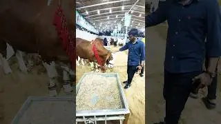 Mashallah Heavy Gulabi Ablak Nukra Bachra | Full Tando Style😍❤️