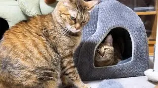 後輩猫たちに人気な姉猫が末っ子猫と遊ぶとこうなります…笑