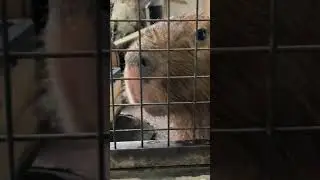 カピバラのドアップな食事 #capybara #animals #animalshorts #zoo #eating #feeding #草津熱帯圏
