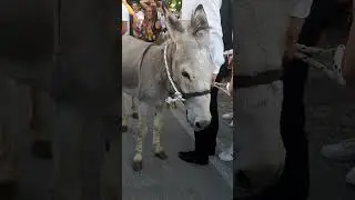 In the Loud Crowd:  A Wonderful Donkey at the Donkey Festival#animals