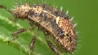 Dolycoris baccarum (5th instar nymph). Insect for stockvideo (Macro shot)