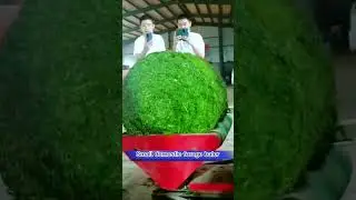 Silage Baling and Wrapping Machine，I'm  manufacturer，#forage #cattlefarm #machine  #baler #ensilage