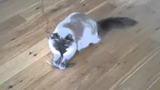 Ragdoll cat hissing, growling and snorting at a feather