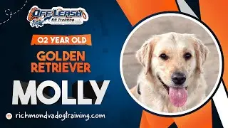 Molly | 02 Year Old | Golden Retriever | Best Dog Trainers of VA | Offleash k9 Training