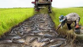 Step-by-Step Guide to Catching Copper Snakehead Fish