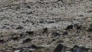 Biosphere Expeditions: Snow leopard conservation, Altai