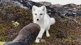 Curious young arctic fox checking out a nature photographer