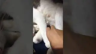She game birth 😭😭😭😭😭 #cute #cutebabycats #cats