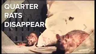 French Quarter rats disappearing as New Orleans uses pandemic to its advantage