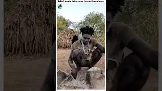 Tribal people drive away lions with cow horns//MSD survey #shorts