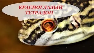 Красноглазый Тетрадон в аквариуме. Содержание, разведение, совместимость